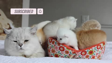 British shorthair cat meeting his kittens for the first time