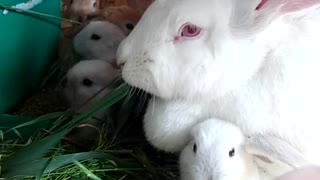 Momma and baby bunnies munching