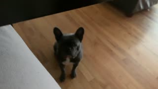 🥺CUTE FRENCHIE MAD SHE CAN’T GO TO WORK WITH MOM