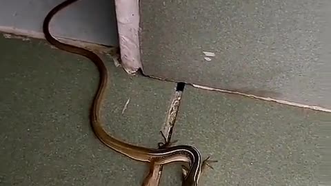 Amazing-Snake with Legs