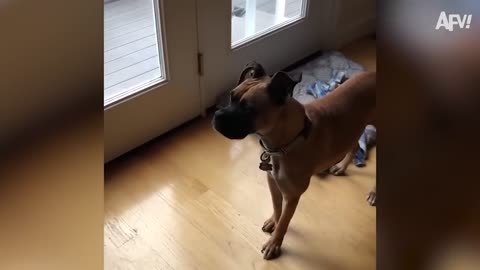 TRY NOT TO AWW! All-Time Funniest Dog Videos