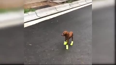 Cute puppy video funny