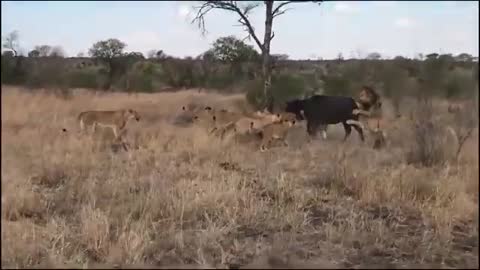 Mother Buffalo Pays Out For Kangaroo To Save Baby Byning-ubie