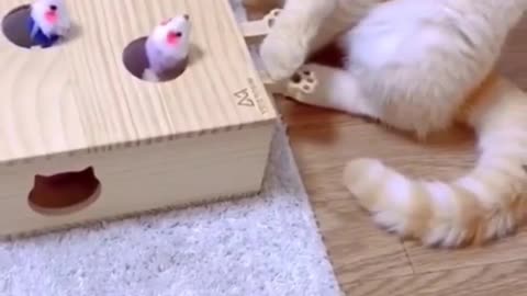 Cat playing with a toy