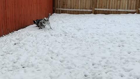 Doggies Playing In The Snow