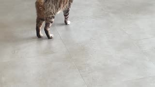 Cat Pretends to Limp For Attention