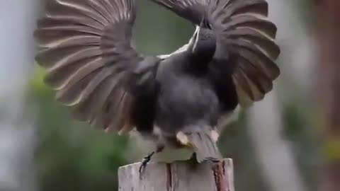 The wind bird