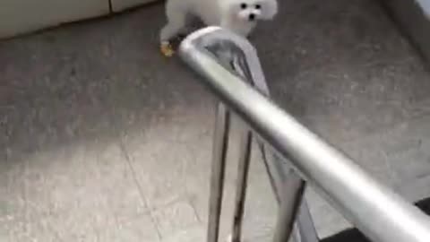 Puppy descending the stairs by lifting both the back legs #shorts #viral #shortsvideo #video