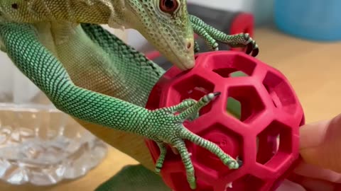 An Intelligent Lizard Plays With A Ball