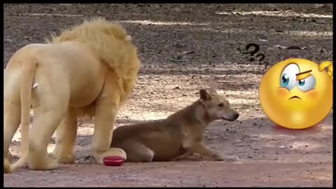 Funny Dog & Fake Lion||||||#fakemillionaire #funnydog #dogsfunny #dogsarefunny