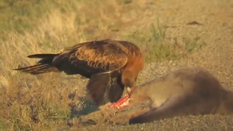 How Eagle Attack Kangaroo Success_.mp4