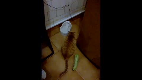 Cat's Hilarious Overreaction to Innocuous Object!