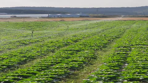 Watering the crop