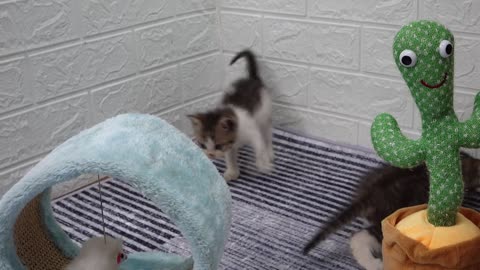 Lovely moments of two kittens playing with each other