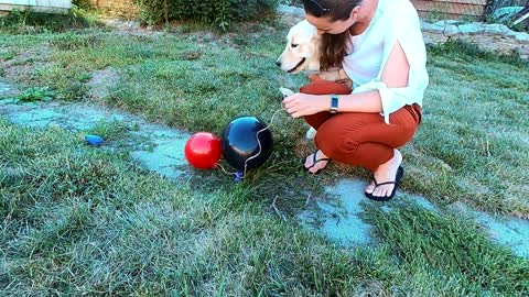 Golden Retriever Reacts to Balloons for the First Time