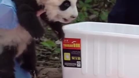 Cute Panda