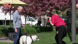 Dog receives essentially the same cancer treatment as a human | 60 Minutes