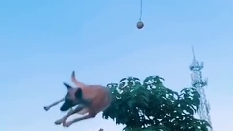 Dog is jumping in man