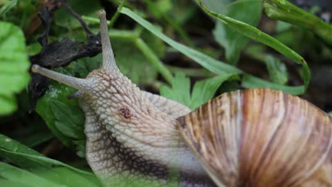 Fauna Decollate Snail In Forest Grass