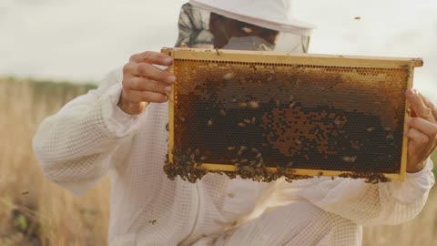 Beekeeping Essentials: Unveiling the Wonders of Beesuits