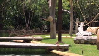 Gibbon Monkeys Playing