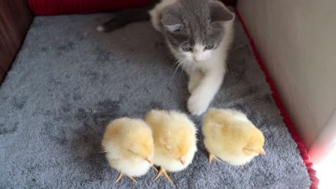 The kitten and duckling take a bath for the first time.The kitten meowed loudly