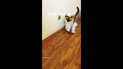 Funny Cats!