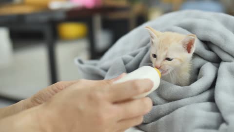 Drinking milk tarning of Cat baby