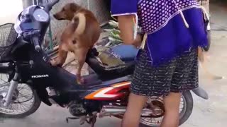 Two Dogs on a Bike