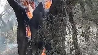 climate change tree burning