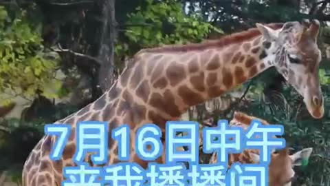 giraffe