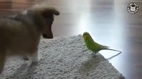 Cute dog playing with parrot 🤣😂