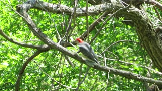 Video of a Red-Bellied Woodpecker