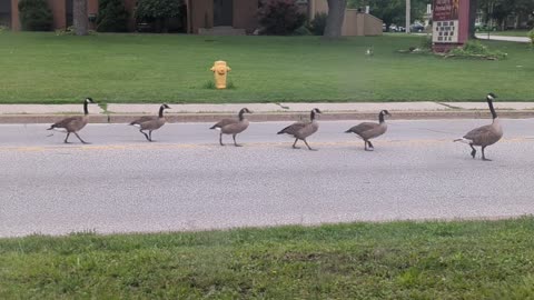 Goose family