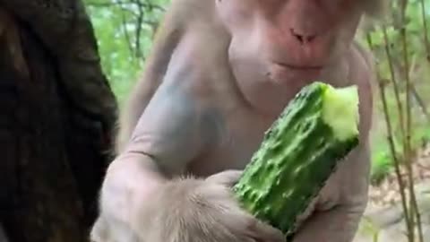 Funny moments from the life of monkeys #2