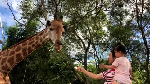 Feed the giraffe grass