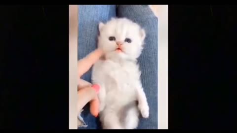 Curious cat with toddler, cat reaction