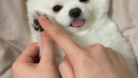 So Cute and Funny Dog Video