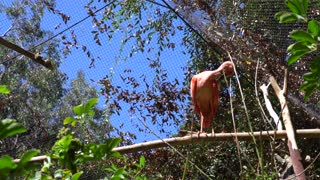 CatTV: Flamingo 3