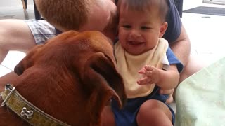 Adorable baby laughing with boxer dog