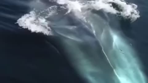 Whale rises from water 😳😳😳