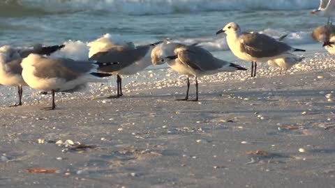 Beatiful Seagulls at Beach