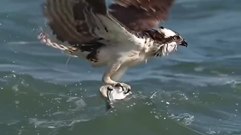 The hawk finds its prey even under water.