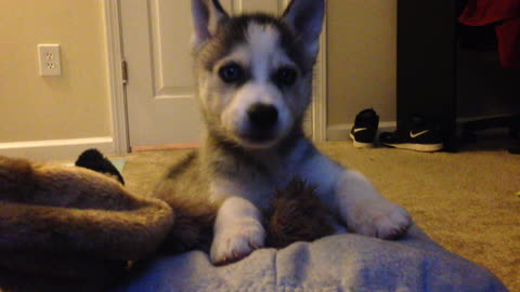 Husky puppy reacts to his first hiccups