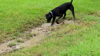 Doggie Makes A Muddy Mess