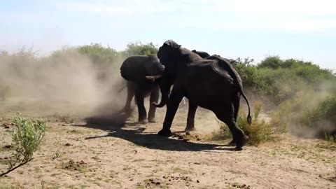 Two heavy elephants fight in bush.