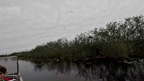 Airboat Ride through the Everglades with Gators