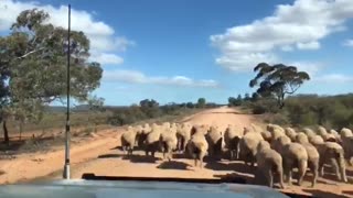 Traffic Jam along Dawson Road, Peterborough, South Australia