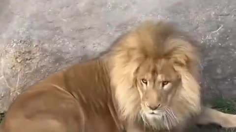 Funny video animals