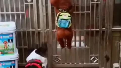 doggy in jail